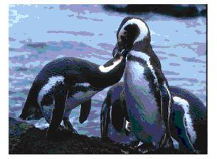 El Regreso de  los Pingüinos de Magallanes.